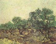 Vincent Van Gogh Olive Picking (nn04) oil painting on canvas